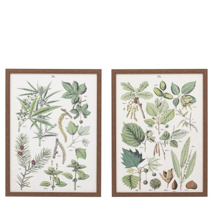 Foliage Study - Framed Art Set of 2