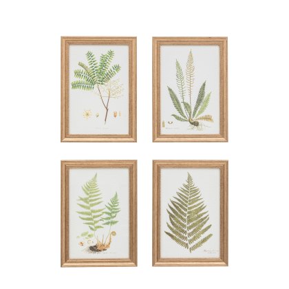 Assorted Ferns - Framed Art Set of 4 Assorted Ferns - Framed Art Set of 4
