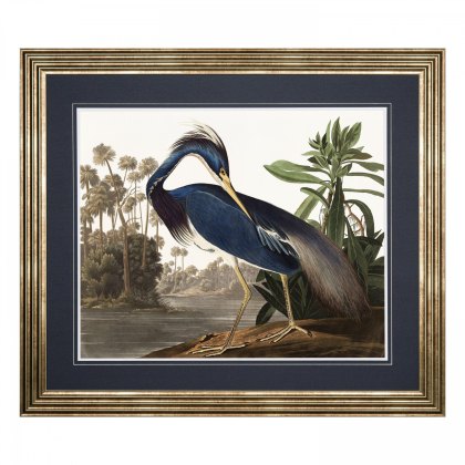 Louisiana Heron - Framed Art