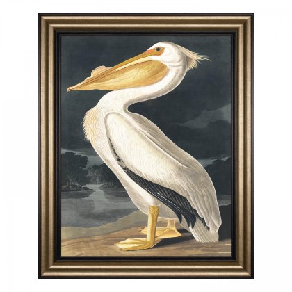 White Pelican - Framed Canvas