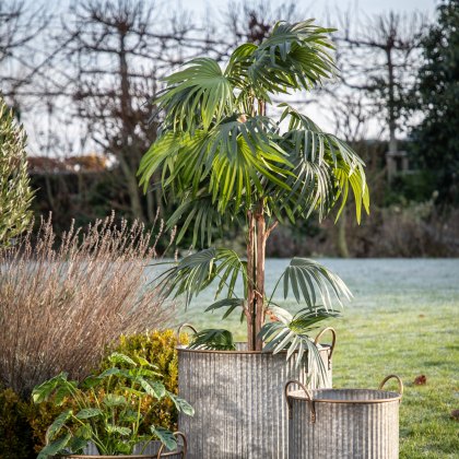 Faux Plants - Chinese Fan Palm H