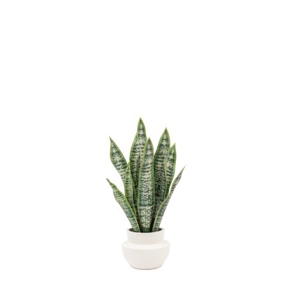 Faux Plants - Faux Snake Plant in Ceramic Pot