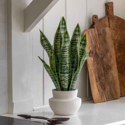 Faux Plants - Faux Snake Plant in Ceramic Pot