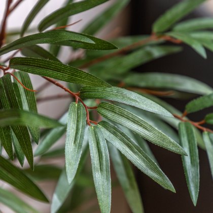 Faux Plants - Potted Bamboo Tree 4ft