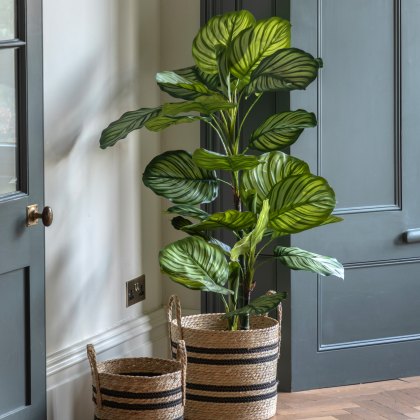 Faux Plants - Potted Calathea Leaf Tree 4ft