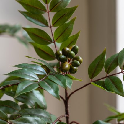 Faux Plants - Potted Chinese White Olive Tree 3ft