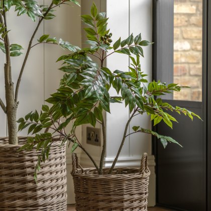 Faux Plants - Potted Chinese White Olive Tree 3ft