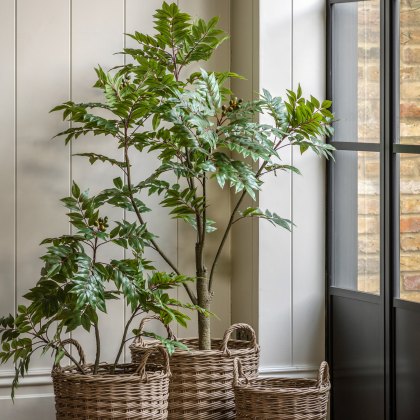 Faux Plants - Potted Chinese White Olive Tree 5ft