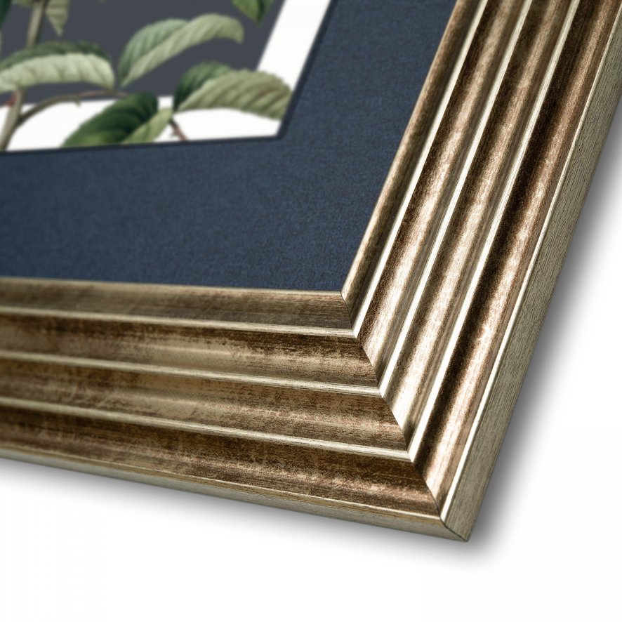 Gallery Direct Rosa Moschata - Framed Canvas