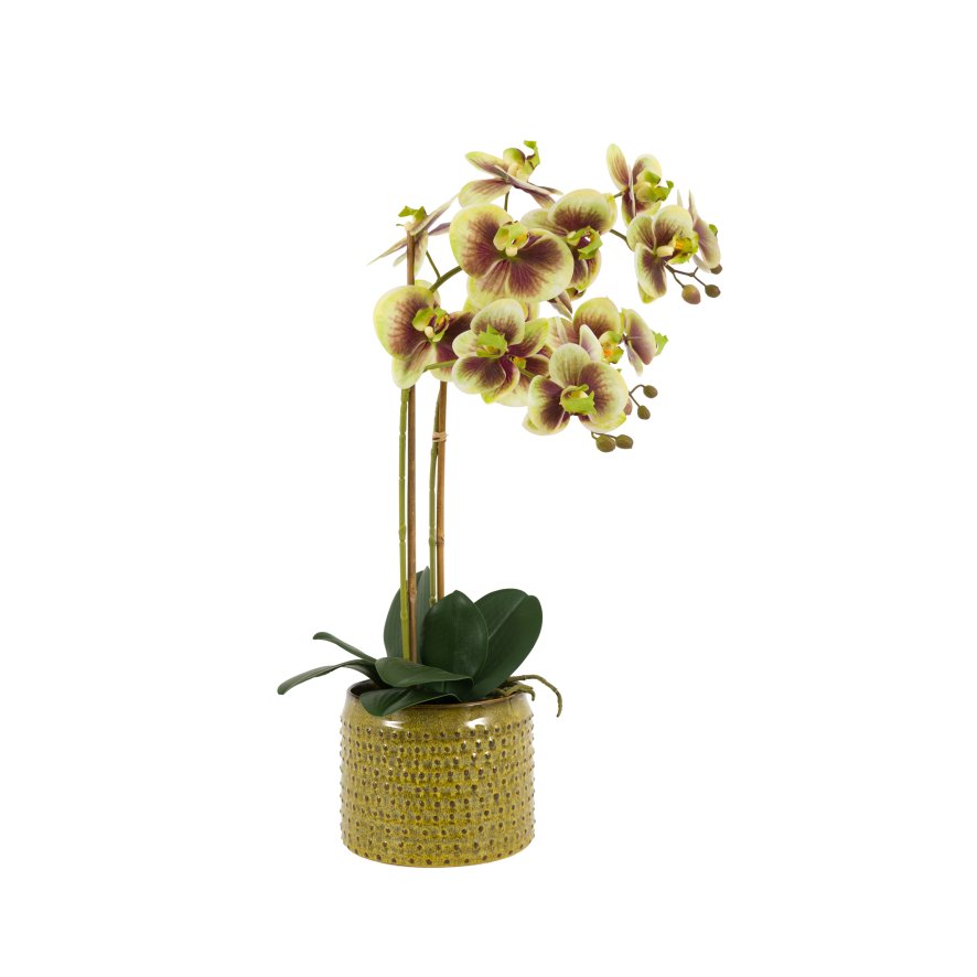 Gallery Direct Faux Flowers - Orchid in Moss Ceramic Green Dot Pot