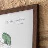 Gallery Direct Foliage and Blooms - Framed Art