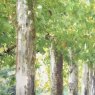 Gallery Direct Avenue of Trees - Framed Canvas