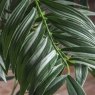 Gallery Direct Accessories - Areca Palm Tree (Large)