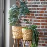 Gallery Direct Faux Plants - Chinese Fan Palm H