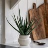 Gallery Direct Faux Plants - Faux Aloe Vera in Ceramic Pot
