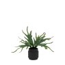 Gallery Direct Faux Plants - Faux Playycerium Multi Colour in Ceramic Pot