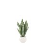 Gallery Direct Faux Plants - Faux Snake Plant in Ceramic Pot