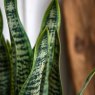 Gallery Direct Faux Plants - Faux Snake Plant in Ceramic Pot