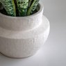 Gallery Direct Faux Plants - Faux Snake Plant in Ceramic Pot
