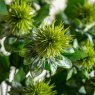 Gallery Direct Faux Flowers - Faux Stem Thistle Green (12pk)
