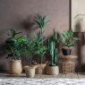 Gallery Direct Faux Plants - Fiddle Tree w/39 Leaves 580x