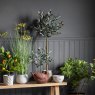 Gallery Direct Faux Plants - Olive Tree Medium