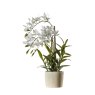 Gallery Direct Accessories - Orchid Cycnoches