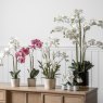 Gallery Direct Accessories - Orchid Cycnoches