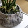 Gallery Direct Faux Plants - Orchid White in Low Ceramic Pot