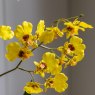 Gallery Direct Faux Plants - Orchid Yellow in Low Ceramic Pot
