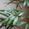 Gallery Direct Faux Plants - Potted Bamboo Tree 5ft