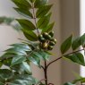 Gallery Direct Faux Plants - Potted Chinese White Olive Tree 3ft