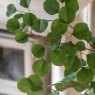Gallery Direct Faux Plants - Potted Eucalyptus Tree