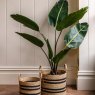 Gallery Direct Faux Plants - Potted Travellers Palm Tree 4ft