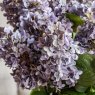 Gallery Direct Faux Flowers - Vintage Cone Hydrangea Floral Stem Violet (12pk)