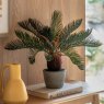 Gallery Direct Faux Plants - Wide Palm in Concrete Pot
