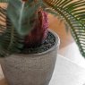 Gallery Direct Faux Plants - Wide Palm in Concrete Pot