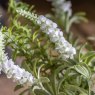 Gallery Direct Faux Plants - Potted Rustic White Lavendar