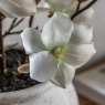 Gallery Direct Faux Flowers - Magnolia Vase Arrangement