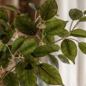 Gallery Direct Faux Plants - Ficus Tree