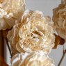 Gallery Direct Accessories - Natural Peony Stem (5pk)