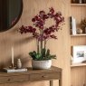 Gallery Direct Faux Plants - Real Touch Plum Orchid In Ceramic Ridged Pot
