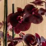 Gallery Direct Faux Plants - Real Touch Plum Orchid In Ceramic Ridged Pot