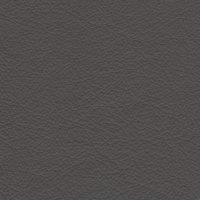 042E Elephant