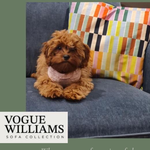 Meet Bella, who paid a visit to Roomes and quickly decided the @voguewilliams Kenmare sofa was the pe...