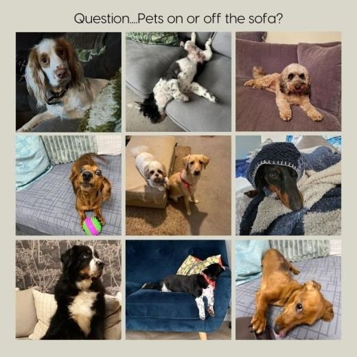 It’s a question that always starts a debate.. Are you a dogs on the sofa household, or firmly dogs...